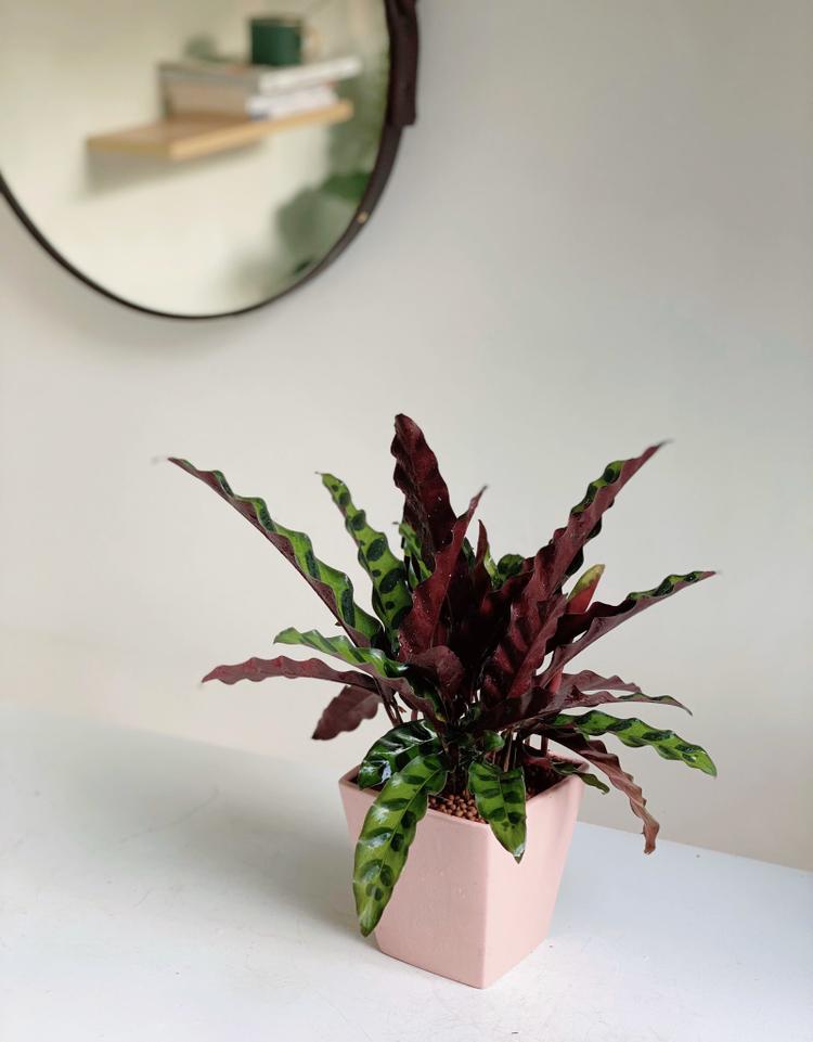 Lạ mắt với cây đuôi phụng 