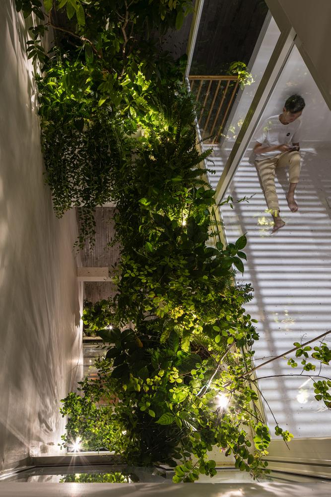 cây xanh cạnh giếng trời