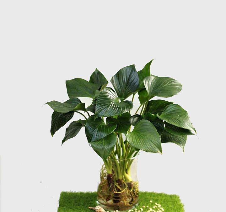 Cây thanh tâm có thể trồng thủy sinh