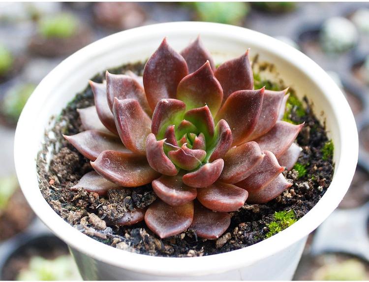 Sen đá - cây cảnh để bàn đẹp được nhiều bạn trẻ ưa chuộng