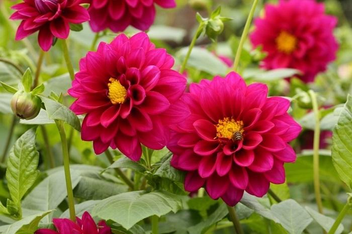 hoa thược dược