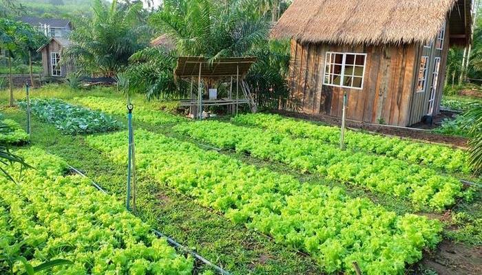 chuyển đổi đất nông nghiệp sang đất ở