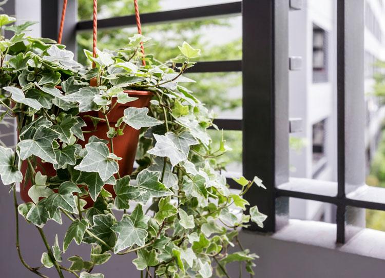 Cây thường xuân