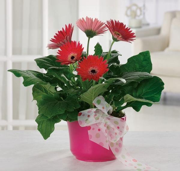 Chậu hoa đồng tiền