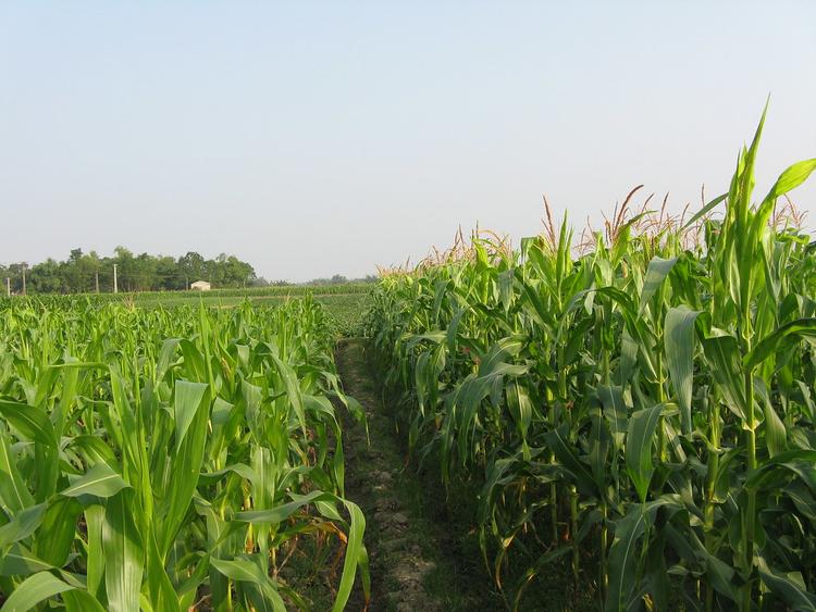 Đất HNK với mục đích sử dụng là trồng cây có thời gian sinh trưởng ngắn