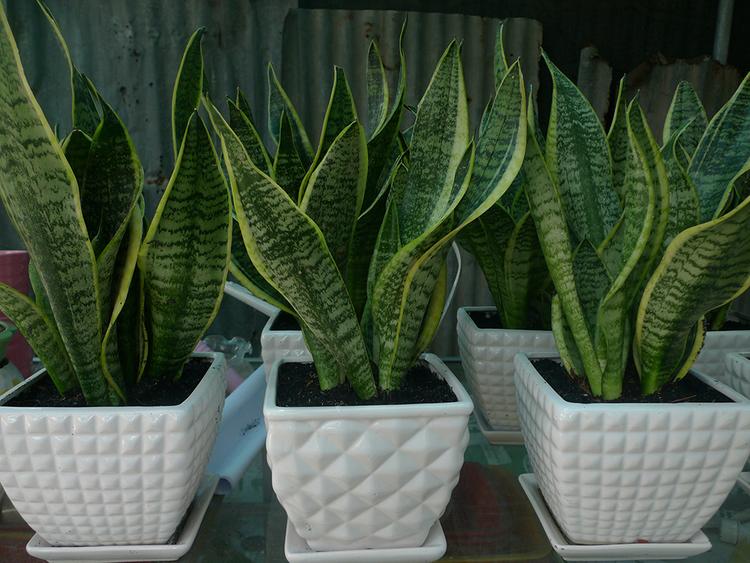 cây lưỡi hổ có chứa một số chất độc gây dị ứng