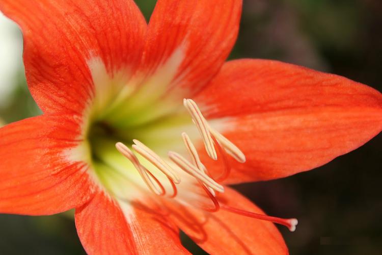 Cẩn thận hơn khi chọn Huệ Lily làm cây cảnh trong nhà