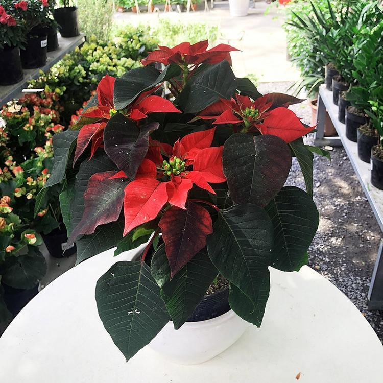 Hoa trạng nguyên không thích hợp để làm cảnh trong nhà