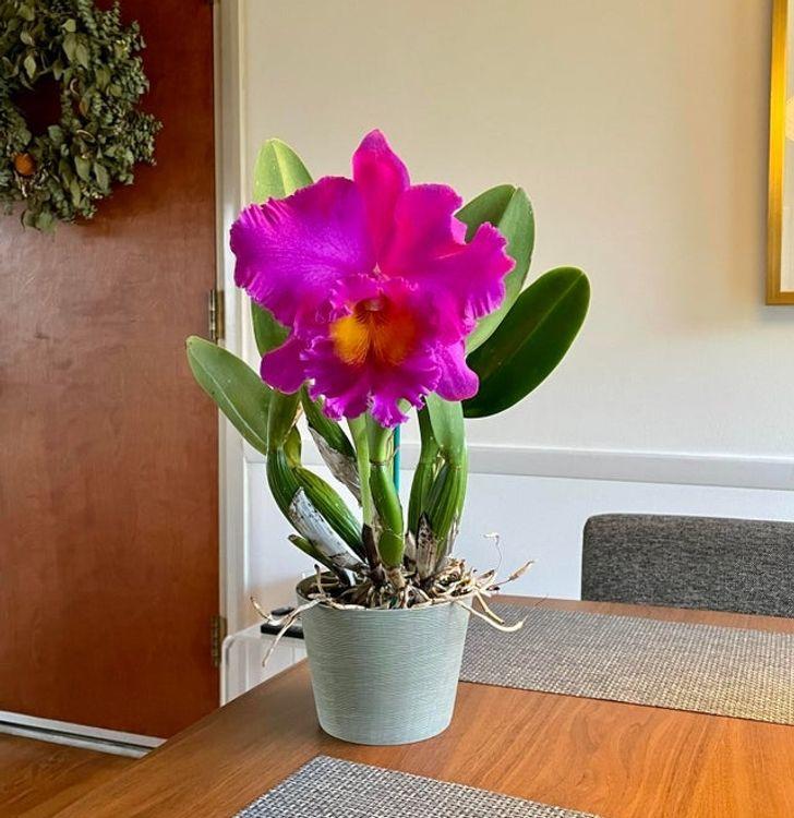 10 loại cây hút ẩm không khí trong nhà: cây phong lan