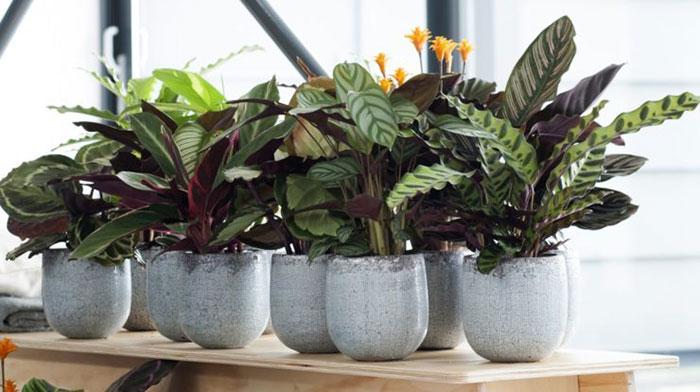 10 loại cây hút ẩm không khí trong nhà: cây đuôi công