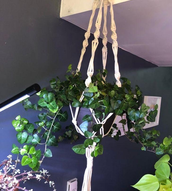 10 loại cây hút ẩm không khí trong nhà: cây thường xuân