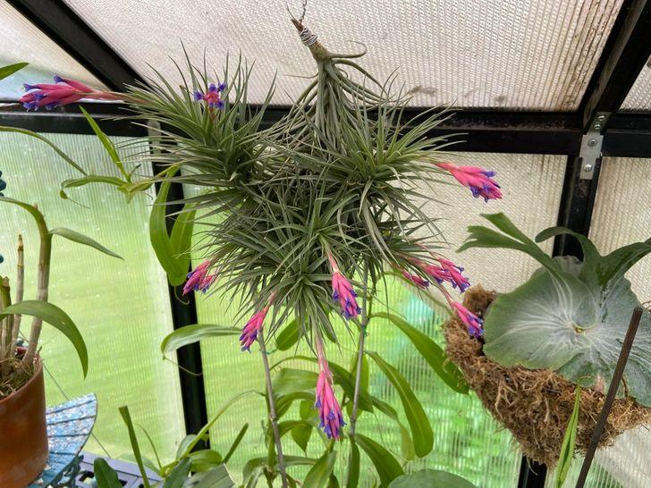 10 loại cây hút ẩm không khí trong nhà: cẩm chướng không khí