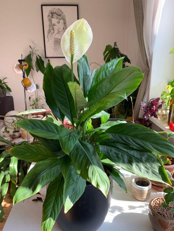 10 loại cây hút ẩm không khí trong nhà: cây lan Ý