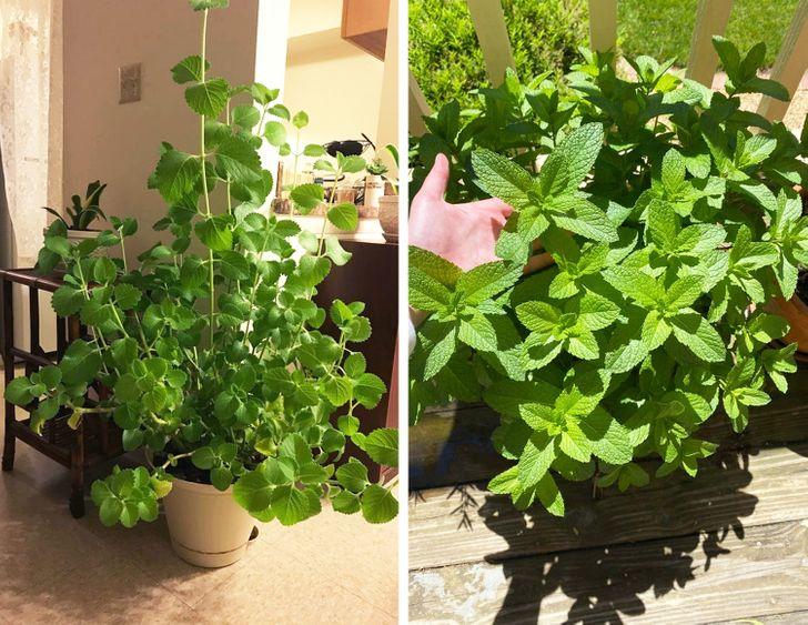 10 loại cây hút ẩm không khí trong nhà: cây bạc hà