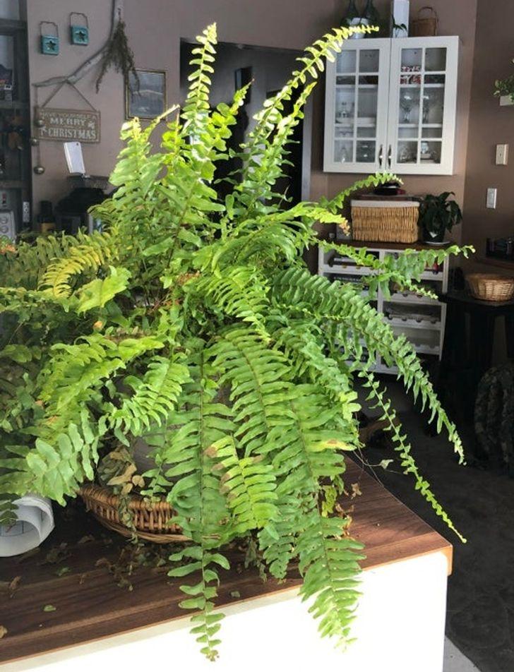 10 loại cây hút ẩm không khí trong nhà: cây dương xỉ