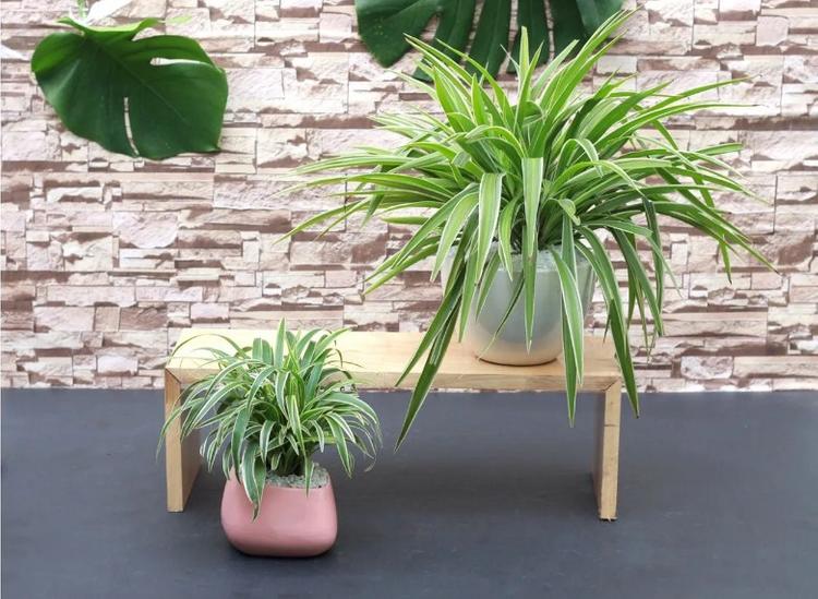10 loại cây hút ẩm không khí trong nhà: cỏ lan chi
