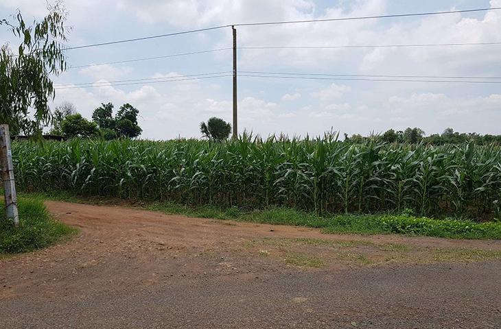 “Đất BHK là gì” là thắc mắc được nhiều người quan tâm