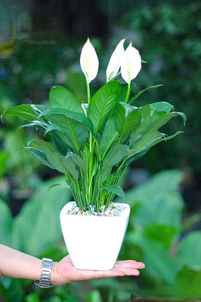 Cây Lan Ý có sắc trắng rất hợp với người mệnh Kim