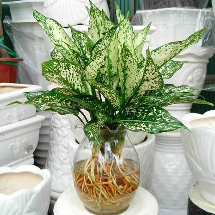 Ngọc ngân là cây hỗ trợ rất tốt cho người mệnh Kim về mặt phong thủy