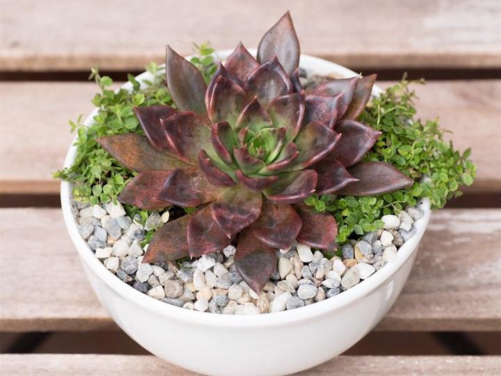 Sen đá có sự đối xứng tự nhiên mang ngụ ý rất tốt lành