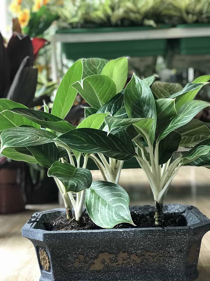 Bạch mã hoàng tử là gợi ý cho câu hỏi người sinh năm 1984 hợp với cây gì