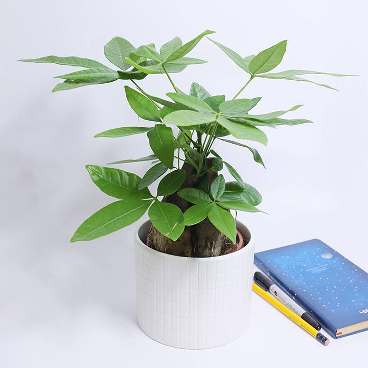 Hình ảnh cây kim ngân