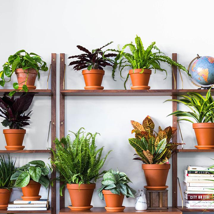 Việc bài trí quá nhiều cây trên bàn làm việc có thể gây rối mắt và khiến không gian bừa bộn