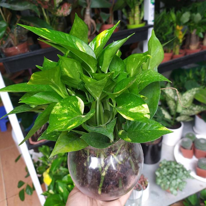 Cây trầu bà thủy sinh mang lại may mắn cho người mệnh Mộc 