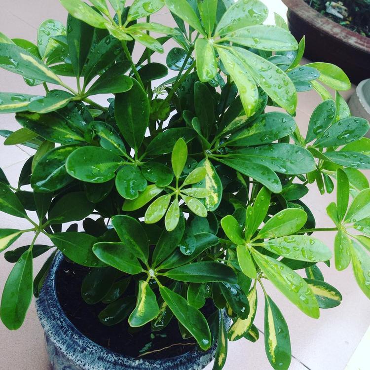 Cây ngũ gia bì hợp với người mệnh Mộc