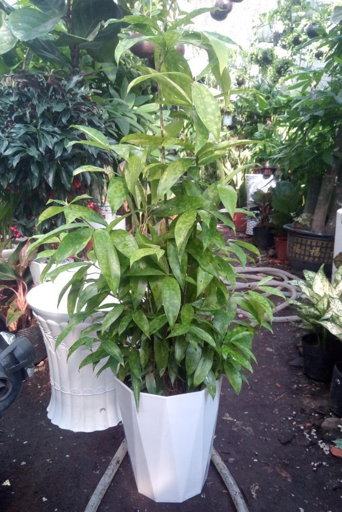 Cây trúc nhật hợp với người mệnh Mộc