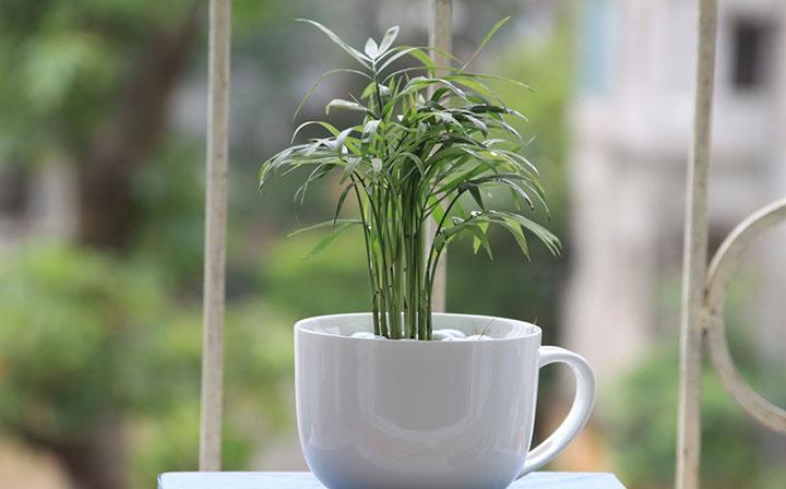 Cau tiểu trâm mang theo nét đẹp phong thủy