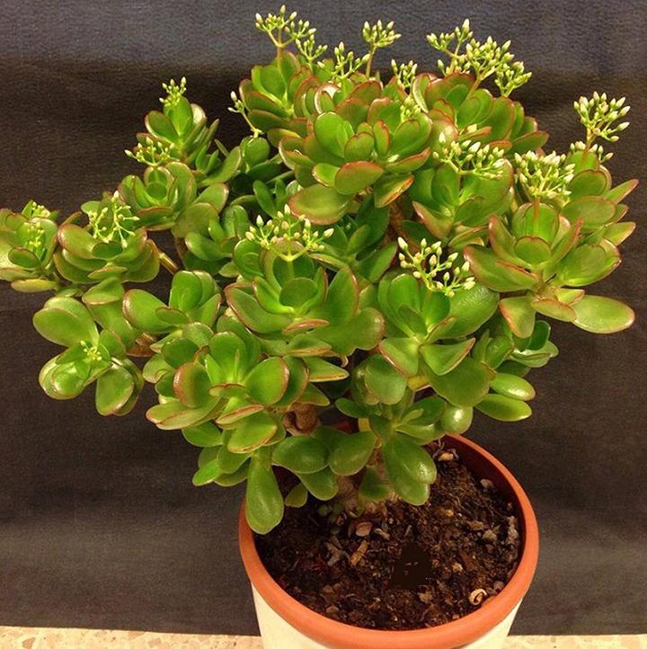 Cây ngọc bích là lời giải đáp gia chủ mệnh Mộc trồng hoa gì hợp phong thủy