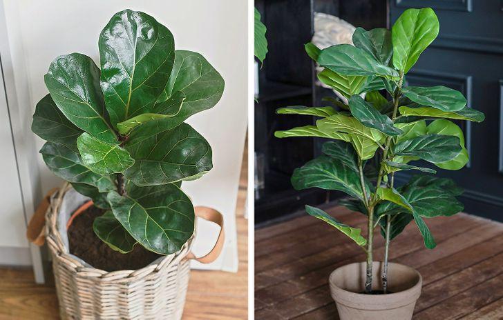 cây bàng Singapore