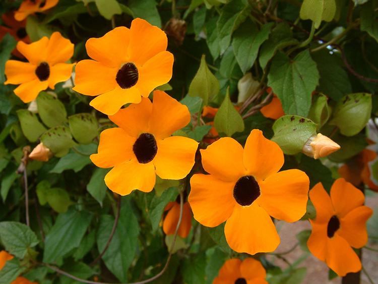 Hoa mắt huyền rất dễ trồng và nhanh ra hoa