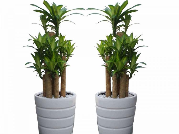 Cây phát tài sống khỏe trong nhà, mang ý nghĩa về cuộc sống thịnh vượng