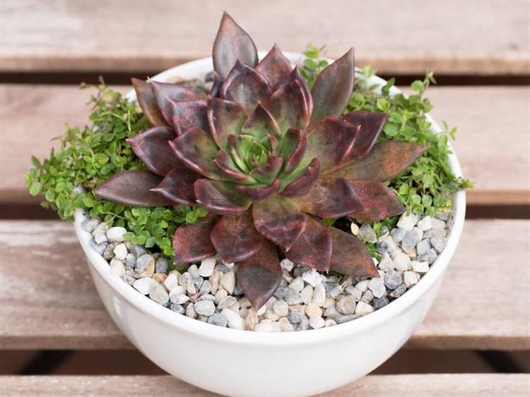 Sen đá nâu là cây phong thủy hợp mệnh Mộc có thể đặt trang trí phòng khách, bàn làm việc