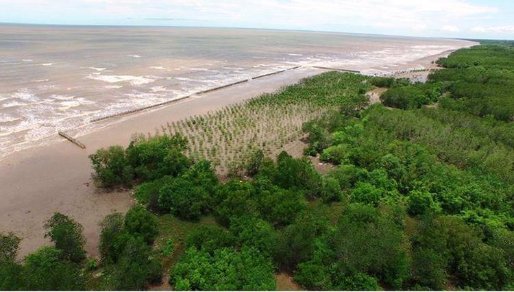 Rừng phòng hộ ven biển