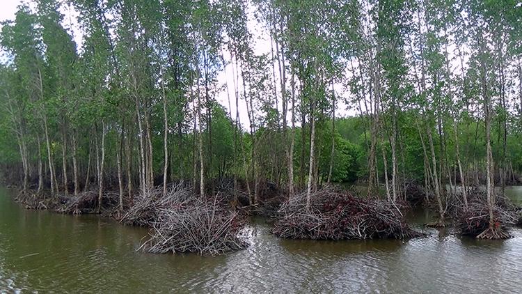 Nhiều người quan tâm đất rừng phòng hộ có chuyển nhượng được không