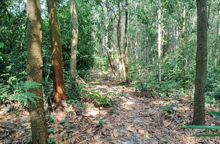 Đất rừng sản xuất được Nhà nước giao quyền sử dụng đất