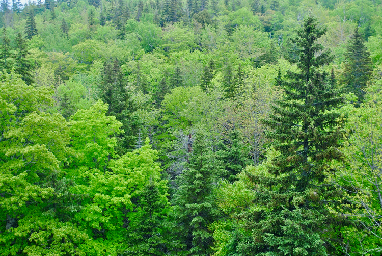  Đất rừng sản xuất thuộc nhóm đất nông nghiệp