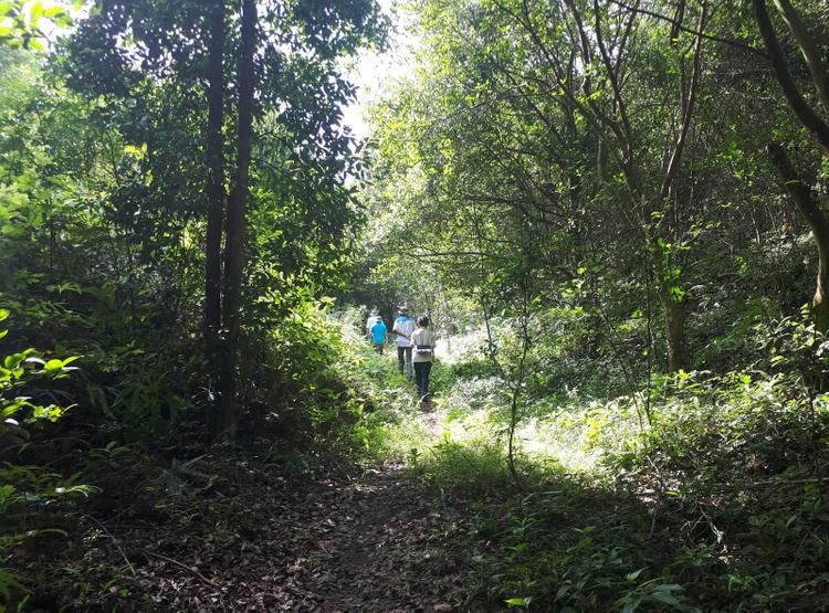 Đất rừng sản xuất hoàn toàn có thể chuyển nhượng