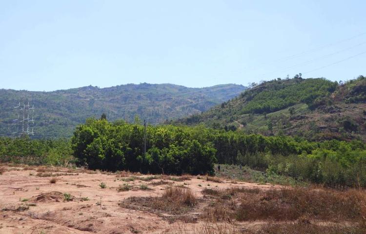 Đất BCS có được bồi thường khi đang canh tác không?