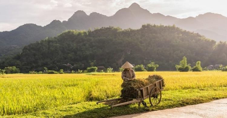  Cá nhân sử dụng đất để sản xuất nông nghiệp được thuê đất nông nghiệp 