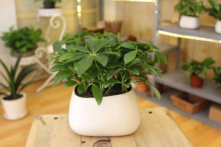  Ngũ gia bì còn có thể giúp bạn đuổi muỗi