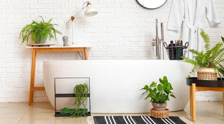 Chăm sóc Cây trong phòng tắm