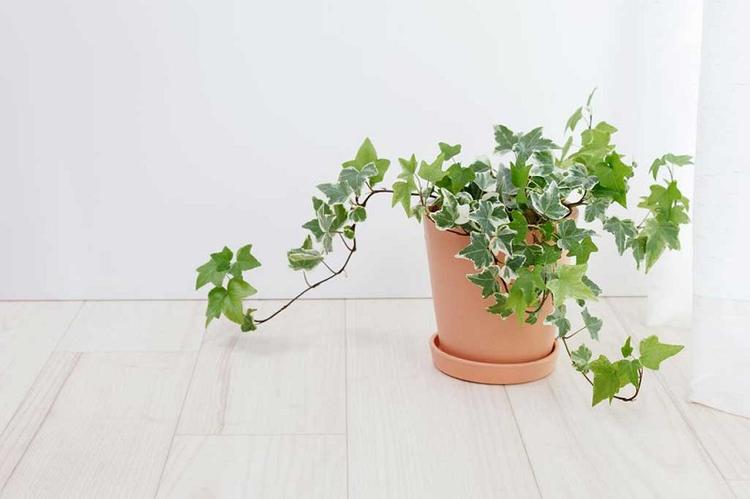 Cây thường xuân