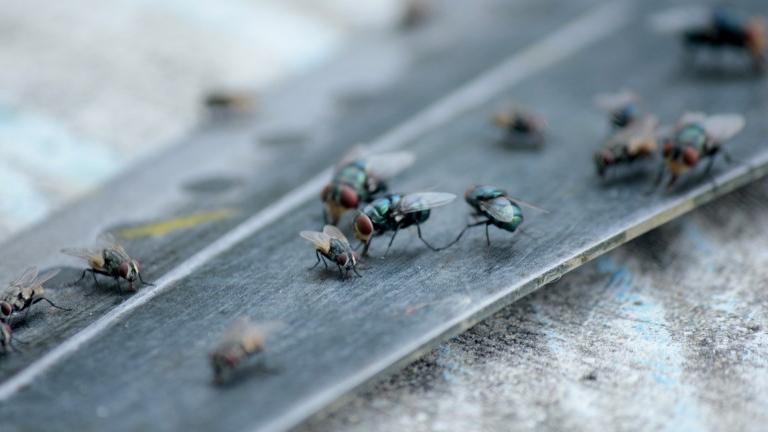 11 Cara Mengusir Lalat yang Ampuh dan Cepat