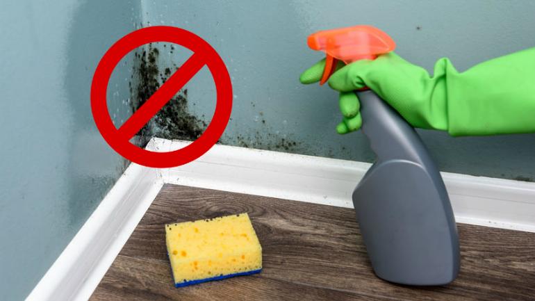 How To Remove Mould And Mildew From Your Home Effectively