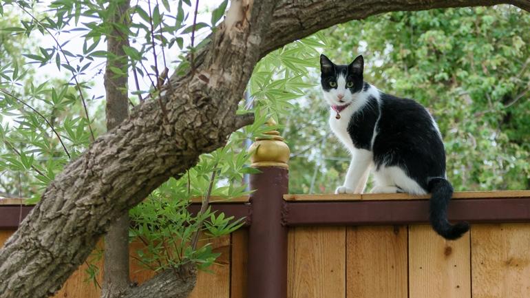 แมวกลัวอะไร 5 วิธีไล่แมวเข้าบ้าน ป้องกันปัญหากวนใจ โดยไม่ใช้ความรุนแรง