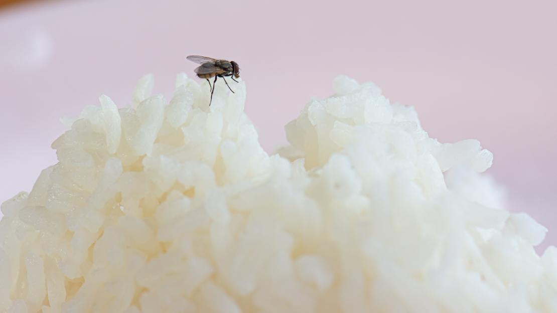 10 วิธีไล่แมลงวันในบ้าน รีบจัดการก่อนบ้านกลายเป็นแหล่งเพาะพันธุ์